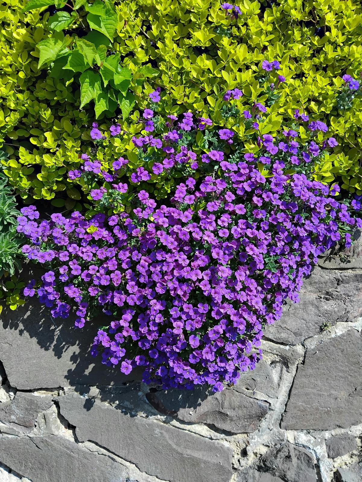 Ce flori să plantezi la cimitir / foto pexels.com