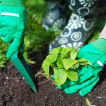 Când să plantați căpșuni în toamnă pentru a culege găleți