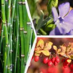 Ce plante ornamentale este mai bine să nu plantați lângă casă: experții au numit 10 specii nedorite Ce plante ornamentale este mai bine să nu plantați lângă