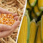 Cea mai bună perioadă pentru însămânțarea porumbului în 2025: nu o ratați Cea mai bună perioadă pentru însămânțarea porumbului în 2025: nu