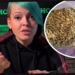 Cum să alegeți plante de cidru și să vă surprindeți vecinii cu o recoltă: un grădinar a dat sfaturi eficiente Cum să alegeți plante de cidru și să vă surprindeți