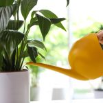 Un crin pașnic nu se va mai îngălbeni și va reînvia în doar câteva ore: metoda dovedită Un crin pașnic nu se va mai îngălbeni și va